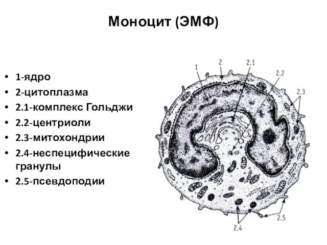 Моноцит (ЭМФ) 1-ядро 2-цитоплазма 2.1-комплекс Гольджи 2.2-центриоли 2.3-митохондрии 2.4-неспецифические гранулы 2.5-псевдоподии