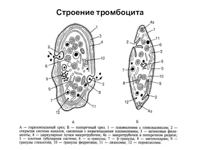 Строение тромбоцита