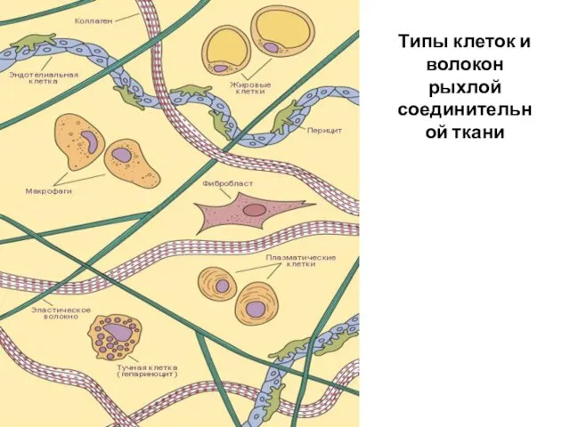 Типы клеток и волокон рыхлой соединительной ткани