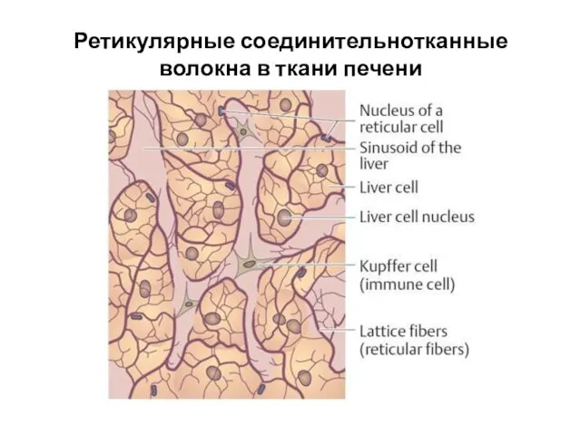 Ретикулярные соединительнотканные волокна в ткани печени