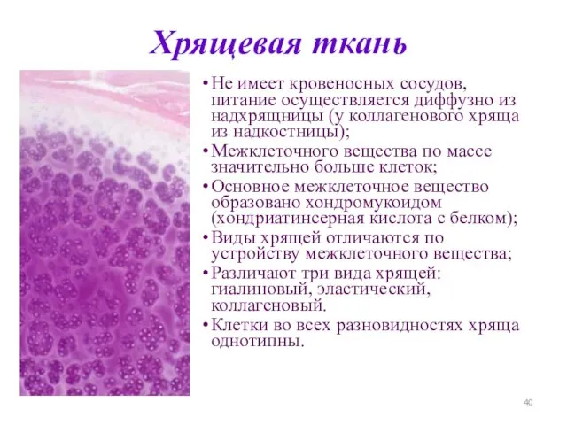 Хрящевая ткань Не имеет кровеносных сосудов, питание осуществляется диффузно из надхрящницы