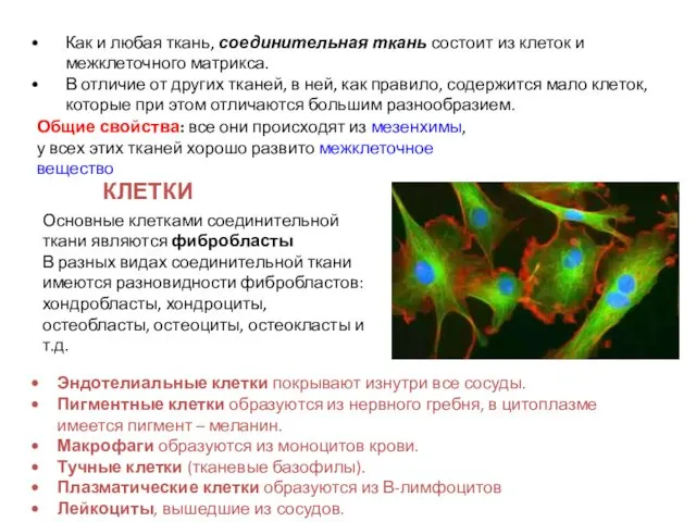 Как и любая ткань, соединительная ткань состоит из клеток и межклеточного