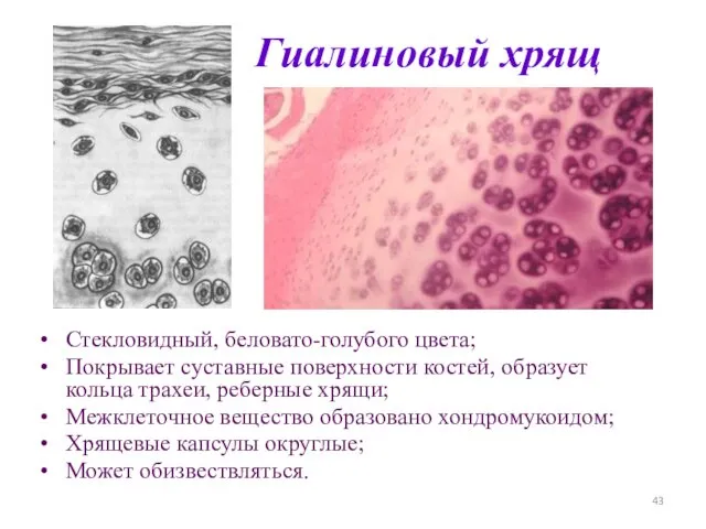 Гиалиновый хрящ Стекловидный, беловато-голубого цвета; Покрывает суставные поверхности костей, образует кольца