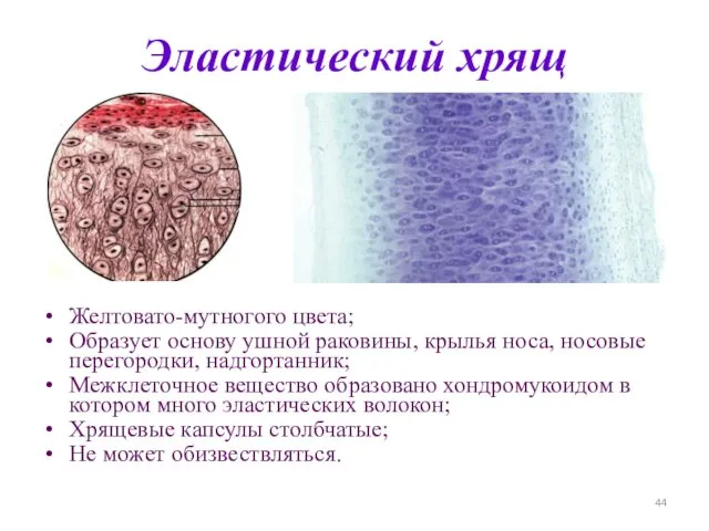 Эластический хрящ Желтовато-мутногого цвета; Образует основу ушной раковины, крылья носа, носовые