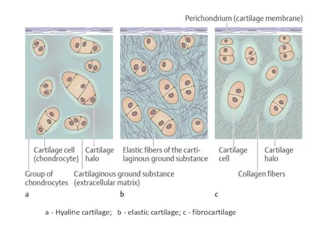 a - Hyaline cartilage; b - elastic cartilage; c - fibrocartilage