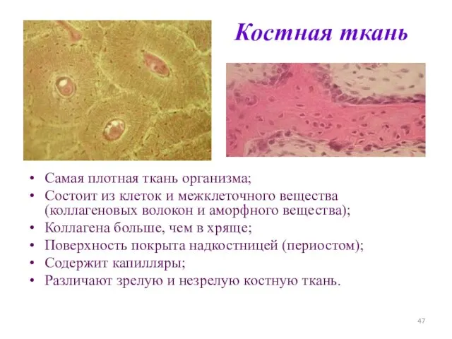 Костная ткань Самая плотная ткань организма; Состоит из клеток и межклеточного