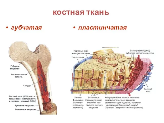 костная ткань пластинчатая губчатая