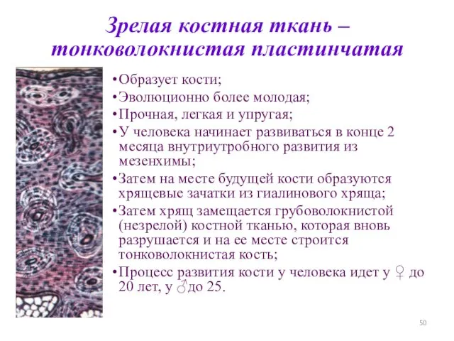 Зрелая костная ткань – тонковолокнистая пластинчатая Образует кости; Эволюционно более молодая;