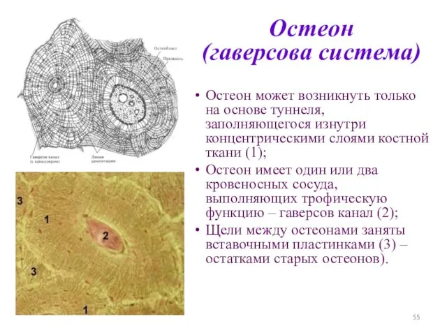 Остеон (гаверсова система) Остеон может возникнуть только на основе туннеля, заполняющегося