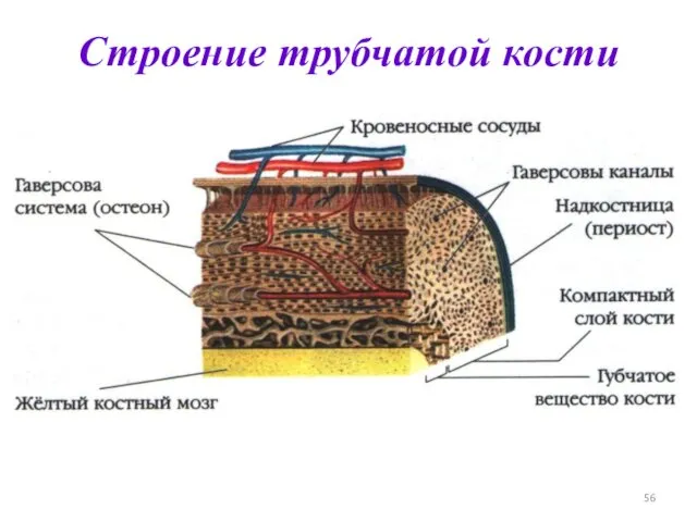 Строение трубчатой кости