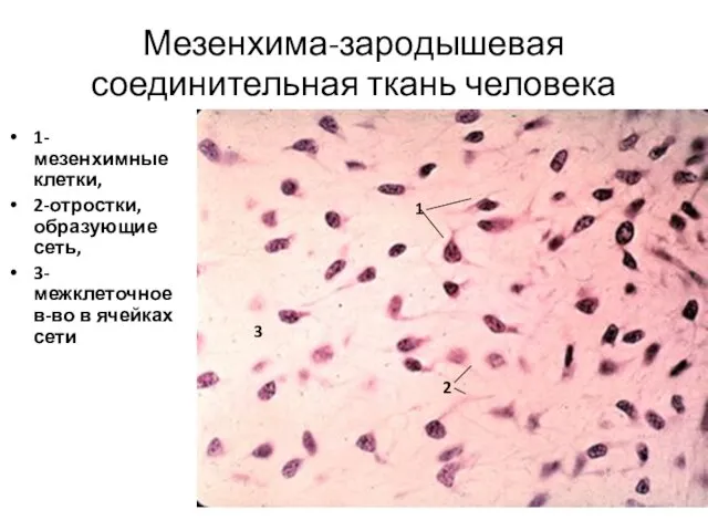 Мезенхима-зародышевая соединительная ткань человека 1-мезенхимные клетки, 2-отростки, образующие сеть, 3-межклеточное в-во