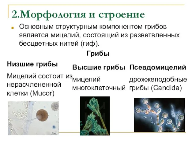 2.Морфология и строение Основным структурным компонентом грибов является мицелий, состоящий из