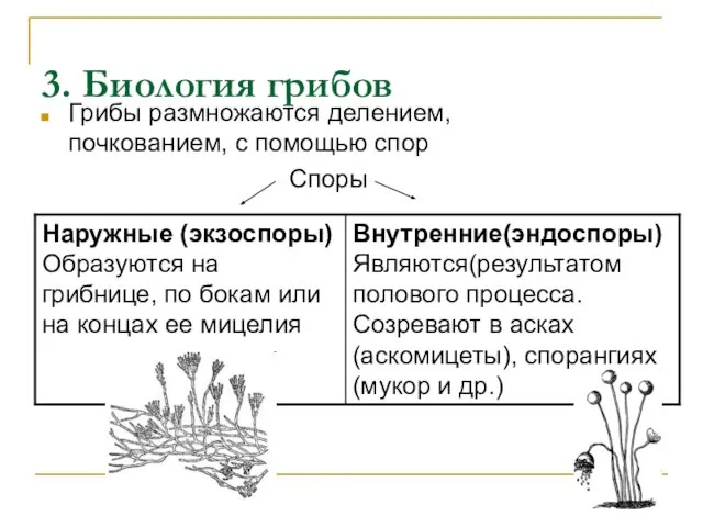 3. Биология грибов Грибы размножаются делением, почкованием, с помощью спор Споры