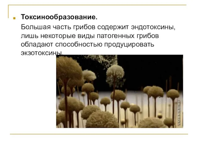 Токсинообразование. Большая часть грибов содержит эндотоксины, лишь некоторые виды патогенных грибов обладают способностью продуцировать экзотоксины.