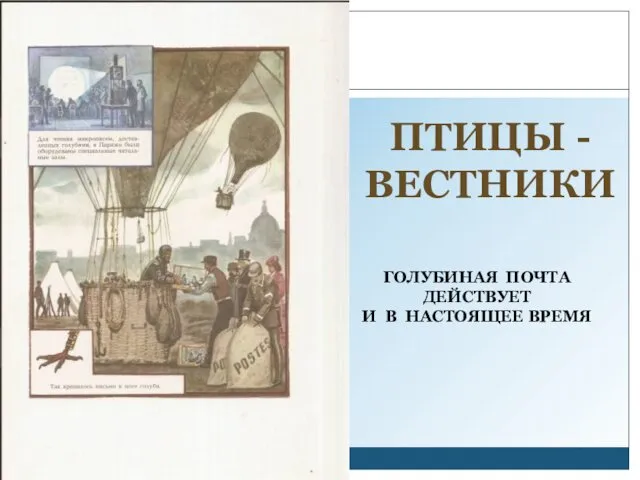 ПТИЦЫ - ВЕСТНИКИ ГОЛУБИНАЯ ПОЧТА ДЕЙСТВУЕТ И В НАСТОЯЩЕЕ ВРЕМЯ