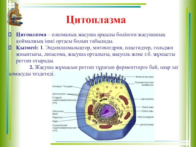 Цитоплазма Цитоплазма – плазмалық жасуша арқылы бөлінген жасушаның қоймалжың ішкі ортасы