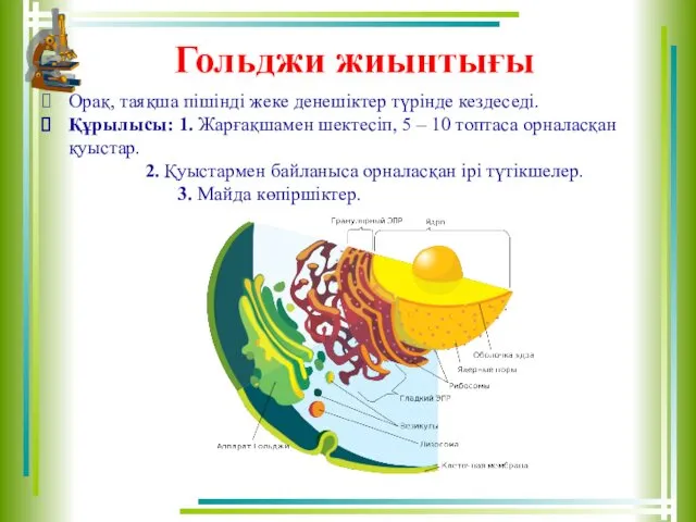 Гольджи жиынтығы Орақ, таяқша пішінді жеке денешіктер түрінде кездеседі. Құрылысы: 1.