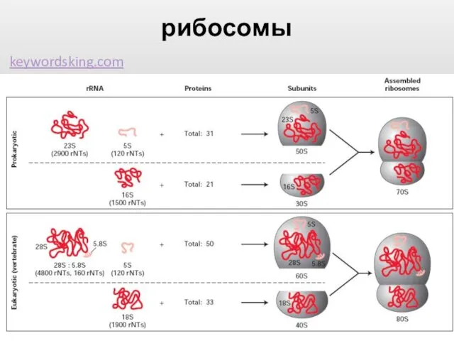 рибосомы keywordsking.com