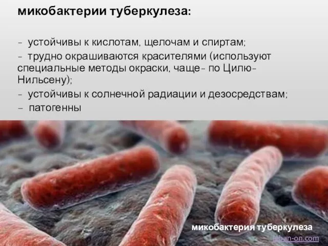 микобактерии туберкулеза: - устойчивы к кислотам, щелочам и спиртам; - трудно