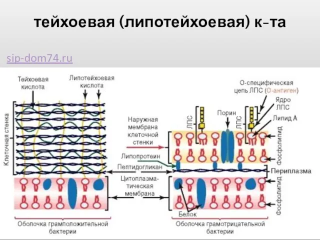 тейхоевая (липотейхоевая) к-та sip-dom74.ru