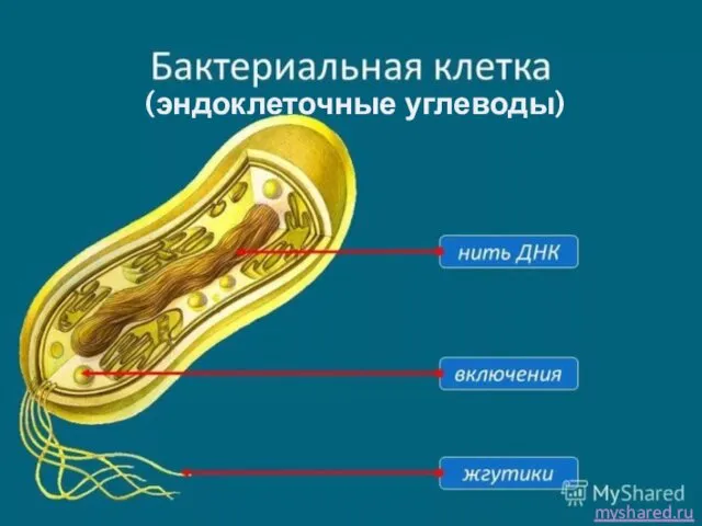 (эндоклеточные углеводы) myshared.ru