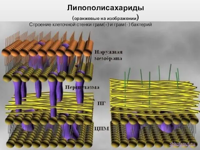 Липополисахариды (оранжевые на изображении) Строение клеточной стенки грам(+) и грам(-) бактерий shkolaput.ru