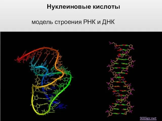 Нуклеиновые кислоты модель строения РНК и ДНК 900igr.net