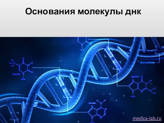 Основания молекулы днк medica-lab.ru