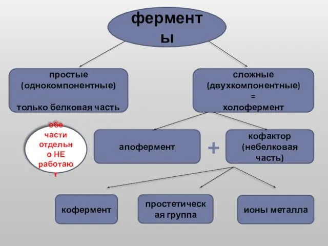 ферменты простые (однокомпонентные) только белковая часть сложные (двухкомпонентные) = холофермент кофактор