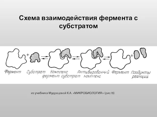 Схема взаимодействия фермента с субстратом из учебника Мудрецовой К.А. «МИКРОБИОЛОГИЯ» (рис.18)