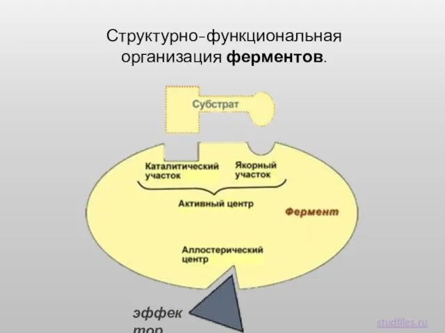 Структурно-функциональная организация ферментов. studfiles.ru эффектор