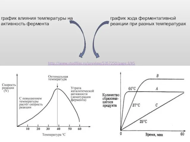 http://www.studfiles.ru/preview/5357250/page:3/#5 график влияния температуры на активность фермента график хода ферментативной реакции при разных температурах