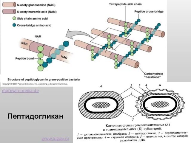 Пептидогликан morewin-media.de www.bigpo.ru