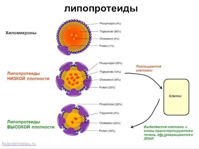 липопротеиды holesterinejas.ru