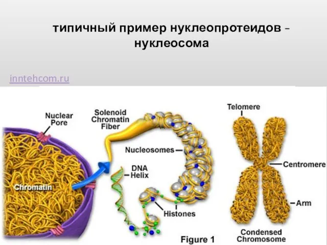 типичный пример нуклеопротеидов - нуклеосома inntehcom.ru