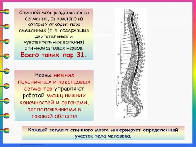 Спинной мозг разделяется на сегменты, от каждого из которых отходит пара