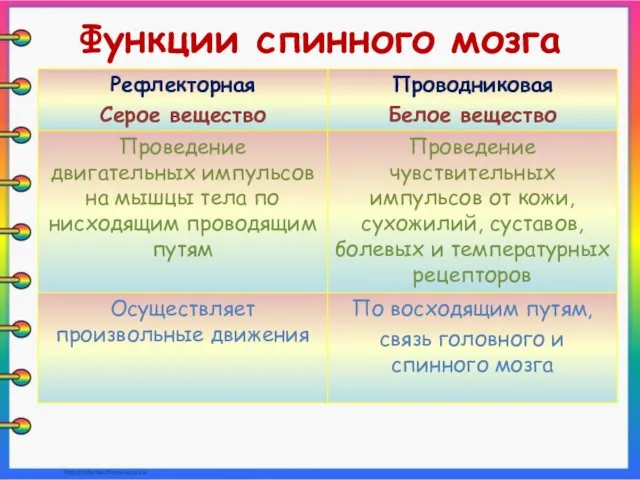 Функции спинного мозга