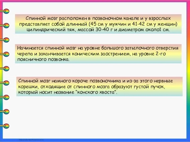 Спинной мозг расположен в позвоночном канале и у взрослых представляет собой