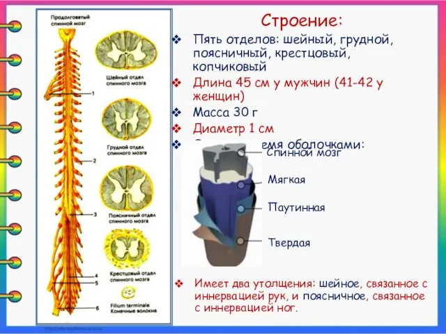 Строение: Пять отделов: шейный, грудной, поясничный, крестцовый, копчиковый Длина 45 см