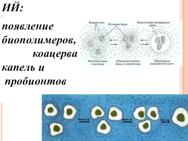 ПРЕДБИОЛОГИЧЕСКИЙ: появление биополимеров, коацерватных капель и пробионтов