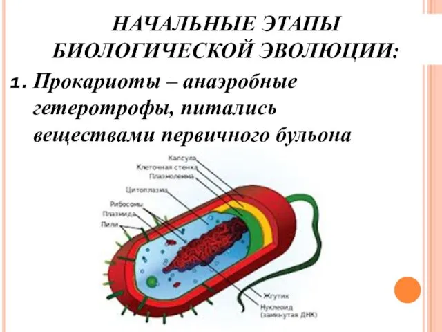 НАЧАЛЬНЫЕ ЭТАПЫ БИОЛОГИЧЕСКОЙ ЭВОЛЮЦИИ: Прокариоты – анаэробные гетеротрофы, питались веществами первичного бульона