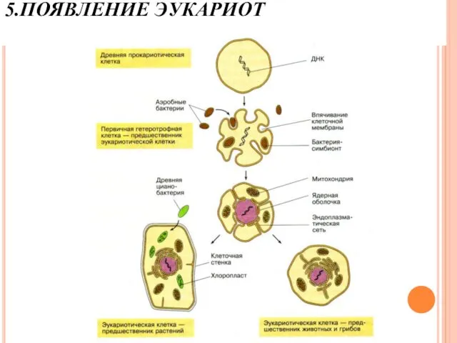 5.ПОЯВЛЕНИЕ ЭУКАРИОТ