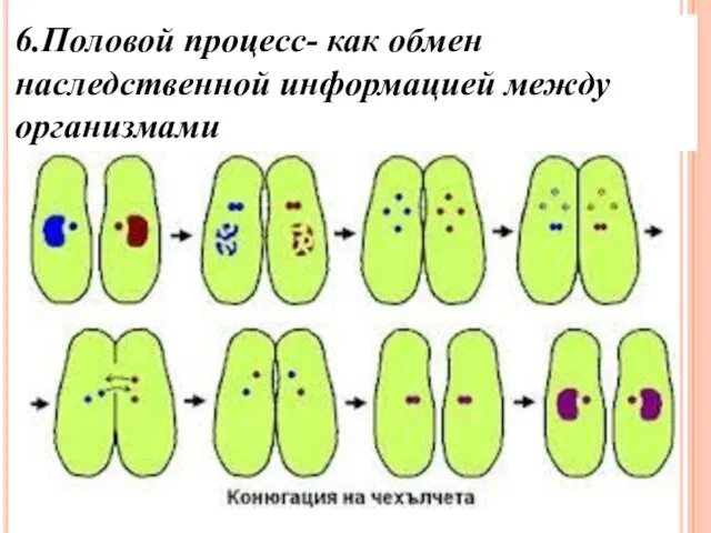 6.Половой процесс- как обмен наследственной информацией между организмами