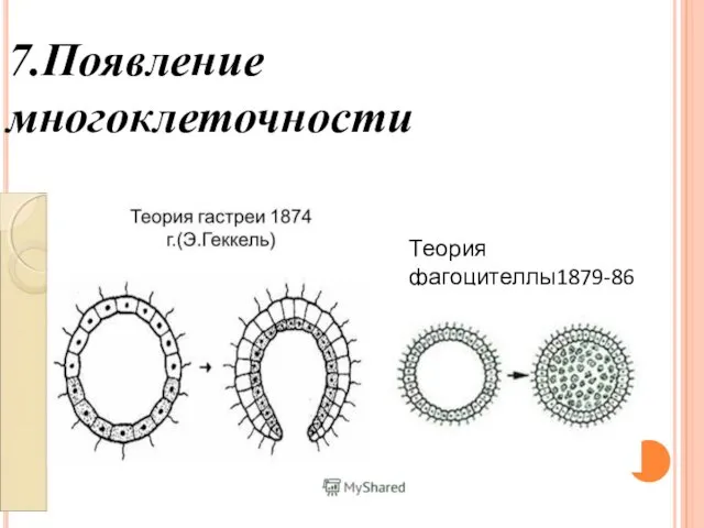 7.Появление многоклеточности Теория фагоцителлы1879-86 (И.И.Мечников )