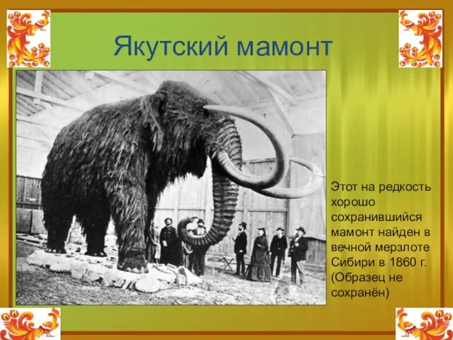 Якутский мамонт Этот на редкость хорошо сохранившийся мамонт найден в вечной