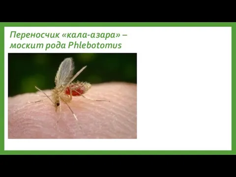 Переносчик «кала-азара» – москит рода Phlebotomus