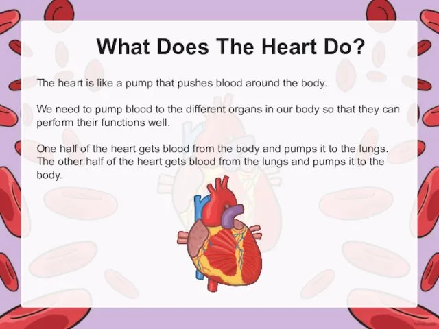 What Does The Heart Do? The heart is like a pump