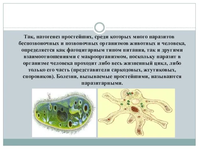 Так, патогенез простейших, среди которых много паразитов беспозвоночных и позвоночных организмов