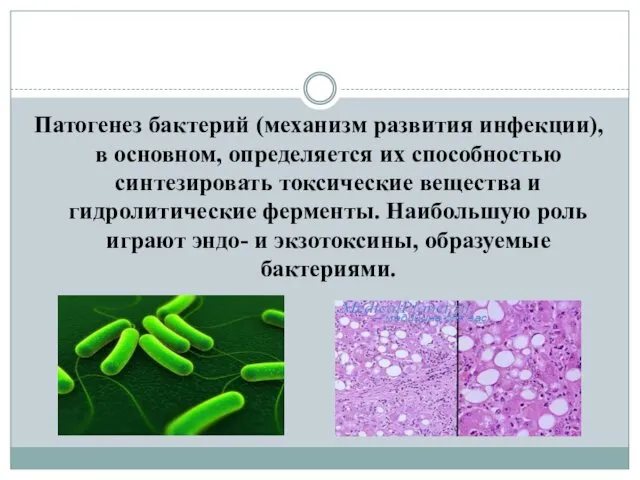 Патогенез бактерий (механизм развития инфекции), в основном, определяется их способностью синтезировать
