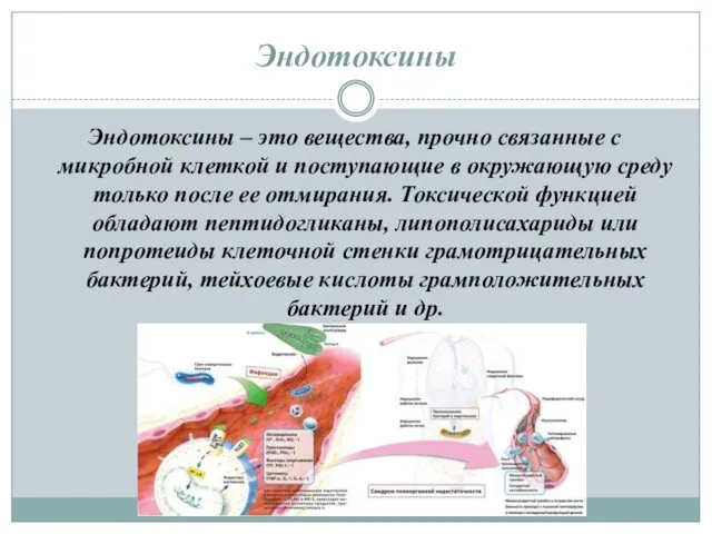 Эндотоксины Эндотоксины – это вещества, прочно связанные с микробной клеткой и